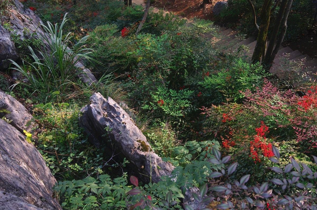 三衢石林风景区游记-4