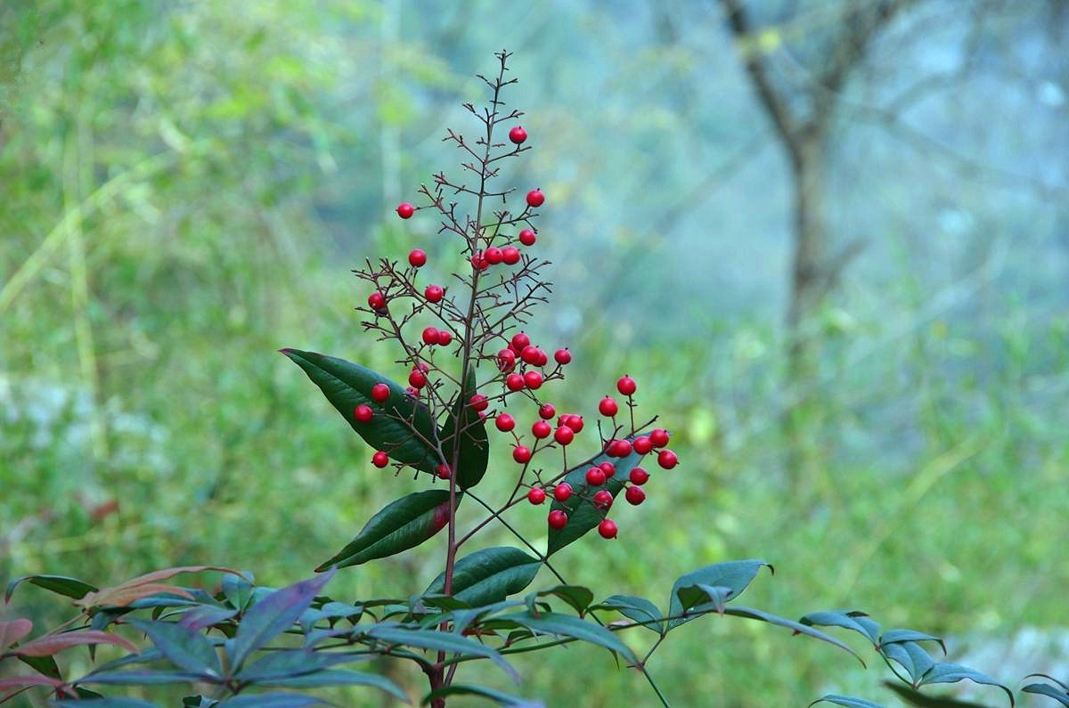 三衢石林风景区游记-4