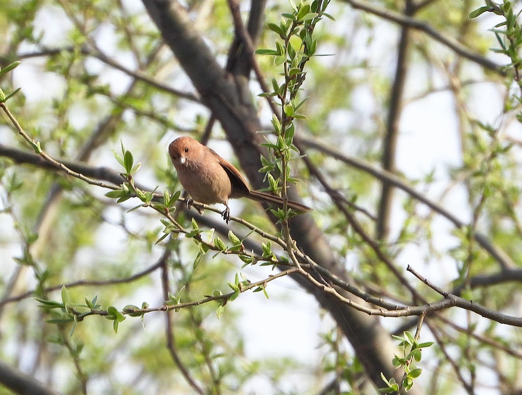 鸟类图片---棕头鸦雀