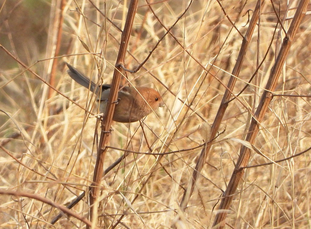 鸟类图片---棕头鸦雀
