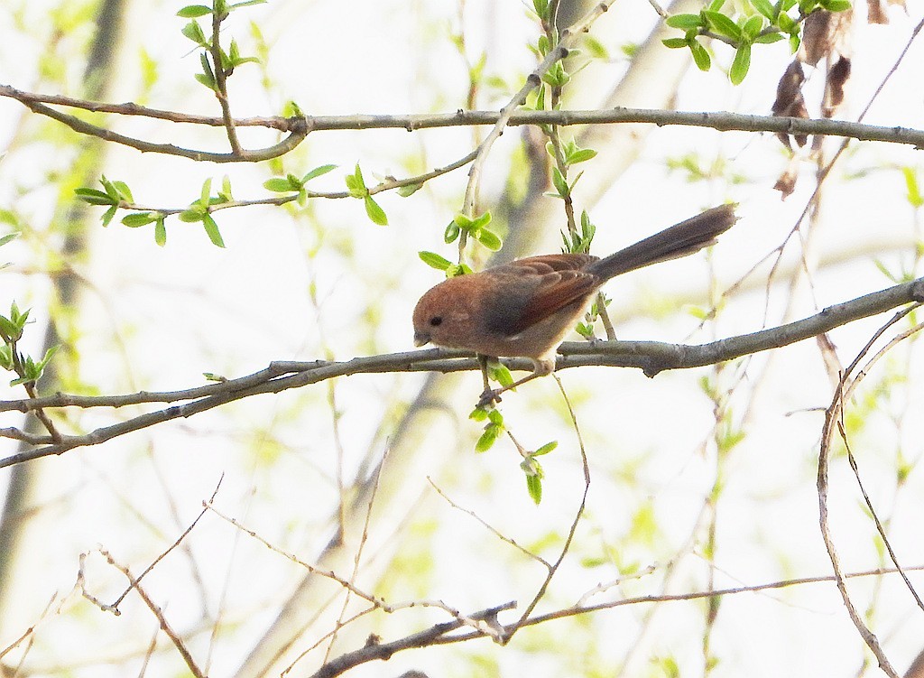 鸟类图片---棕头鸦雀