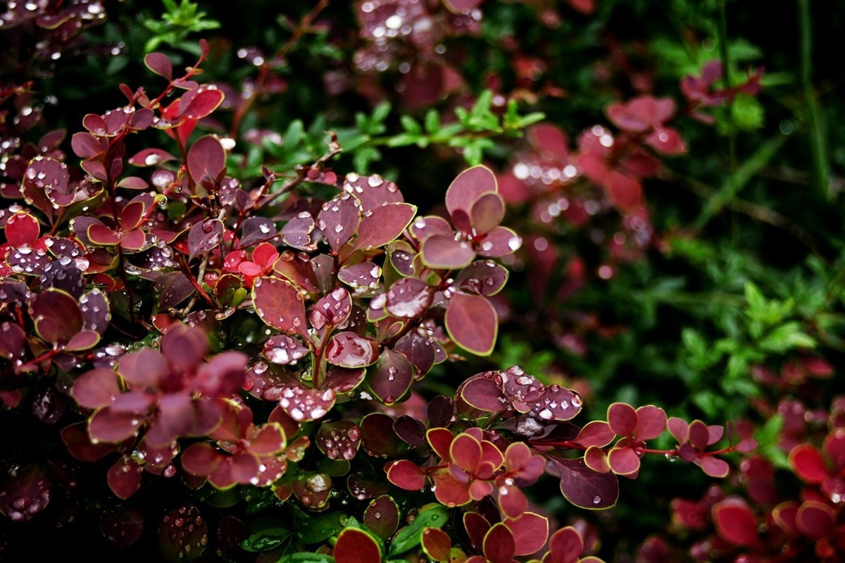 小品——雨后映象-中关村在线摄影论坛
