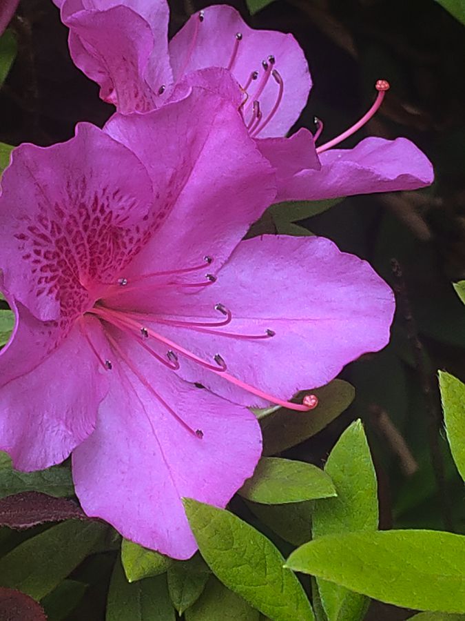 花卉系列【4411】