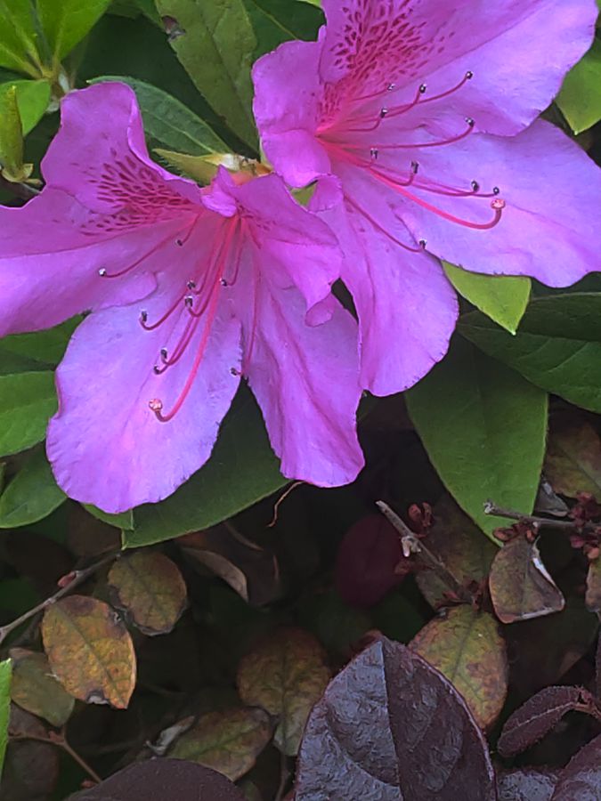 花卉系列【4416】