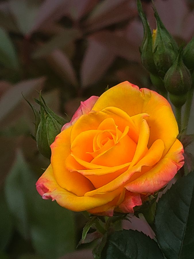 花卉系列【4416】