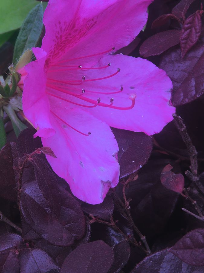 花卉系列【4416】