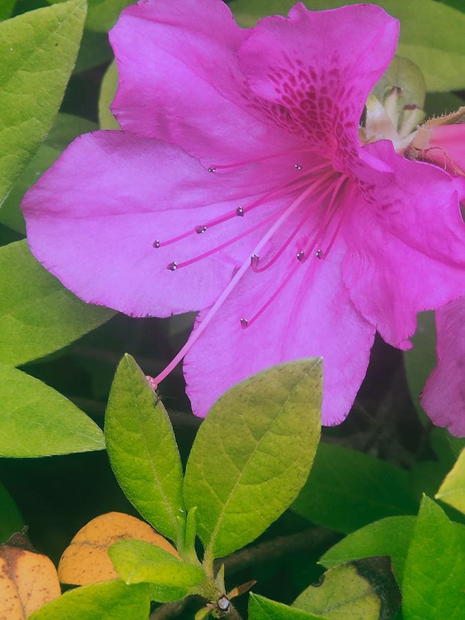 花卉系列【4416】