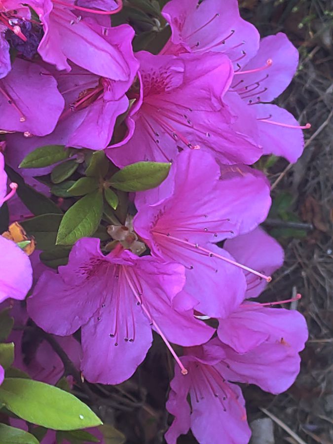 花卉系列【4416】