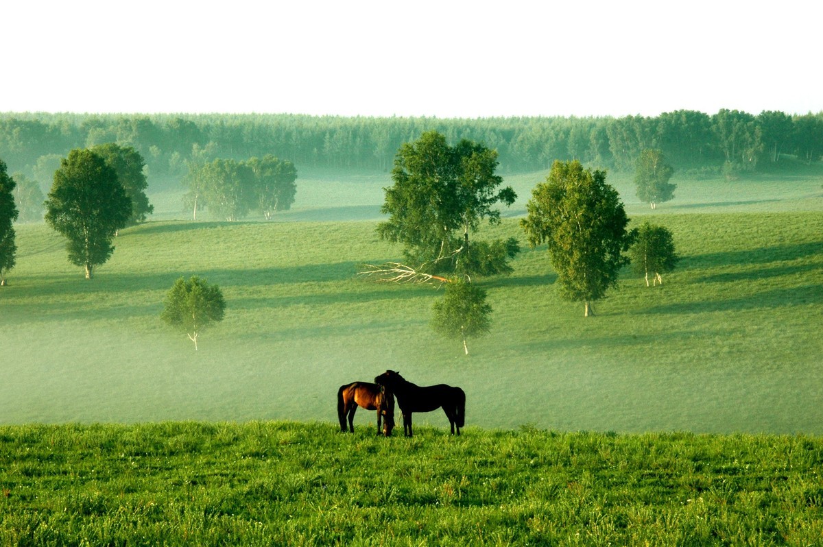 在御道口草原森林风景区一起盼春天到来