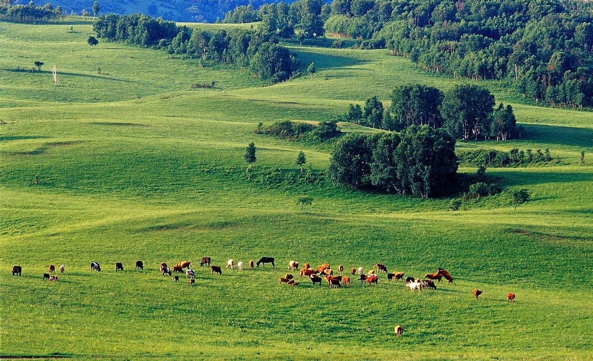 在御道口草原森林风景区一起盼春天到来