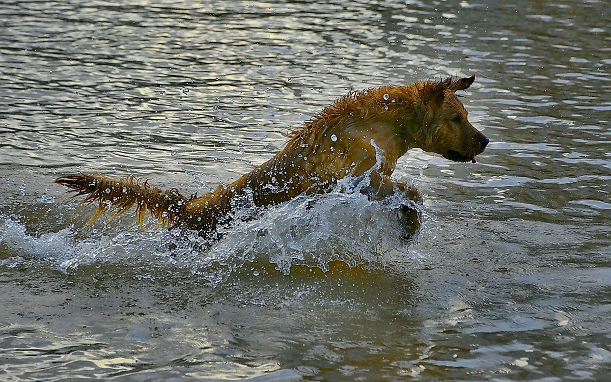狗狗黄河里玩水