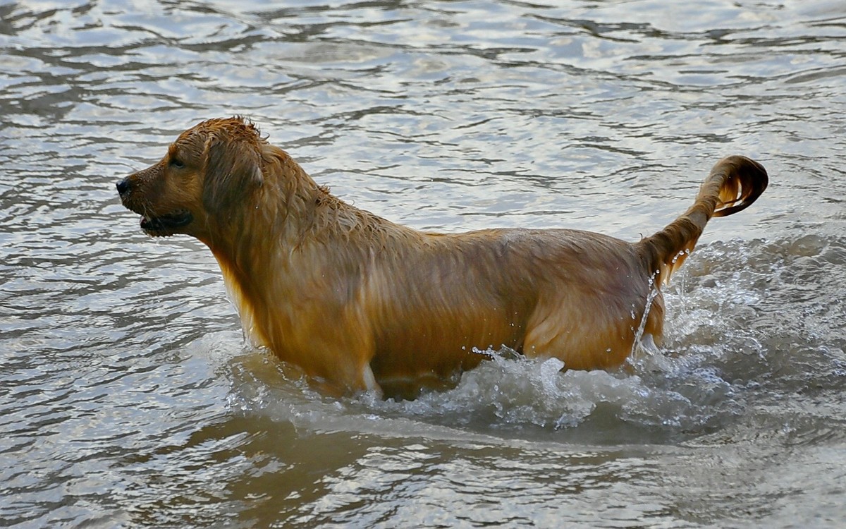狗狗黄河里玩水