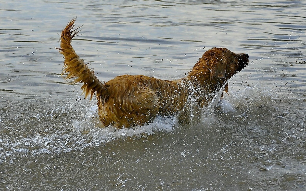 狗狗黄河里玩水