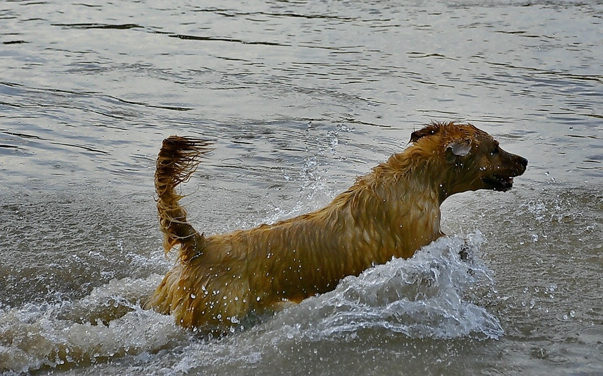 狗狗黄河里玩水