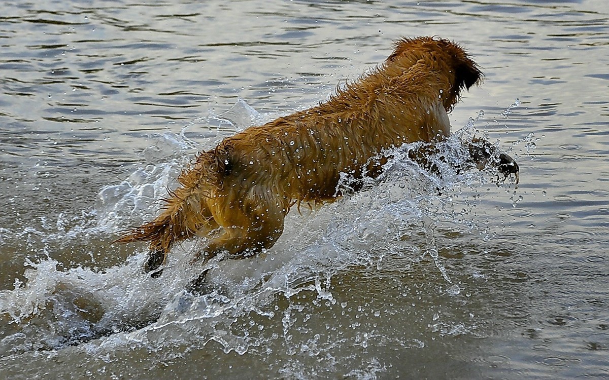 狗狗黄河里玩水
