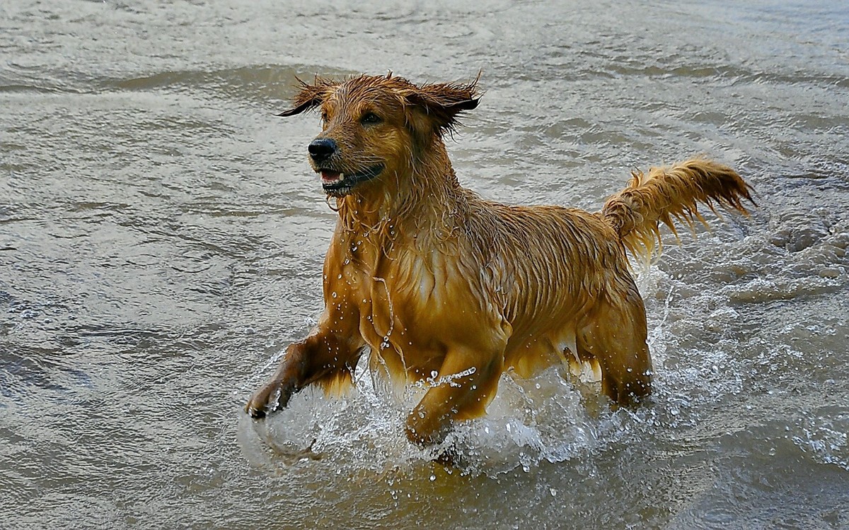 狗狗黄河里玩水