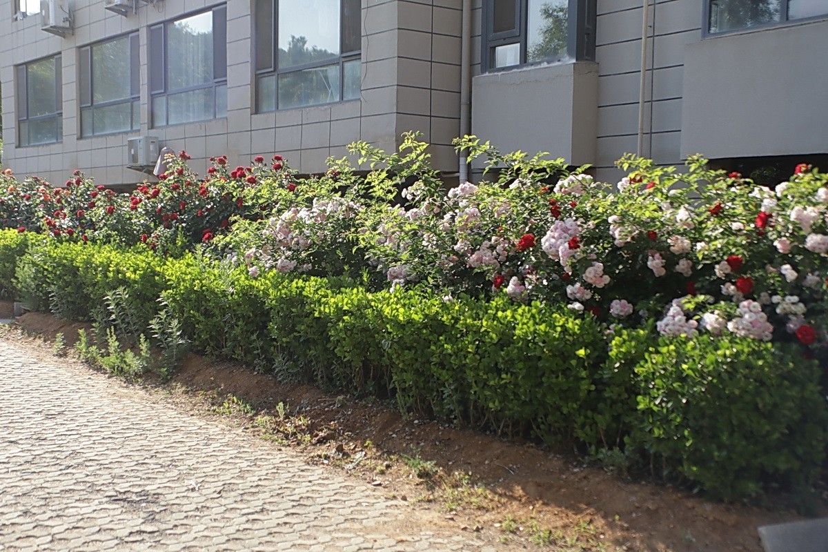 小区游拍——邻家花园