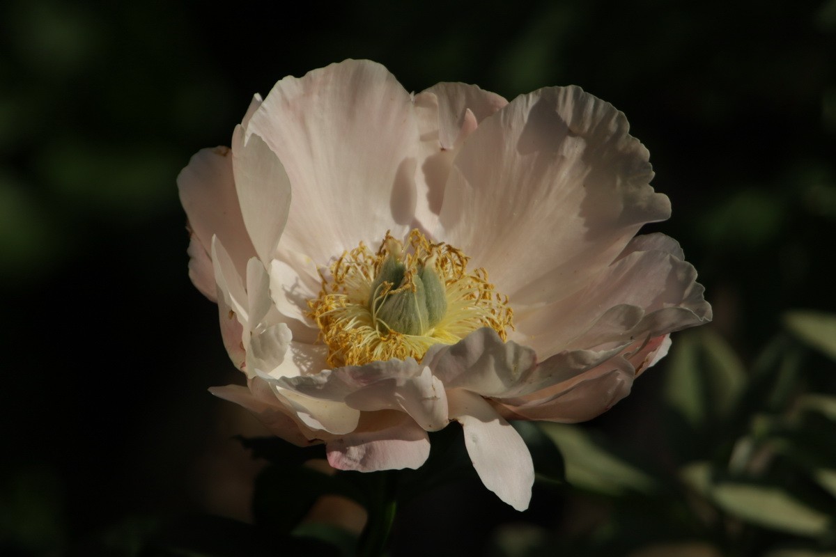 小区游拍——邻家花园