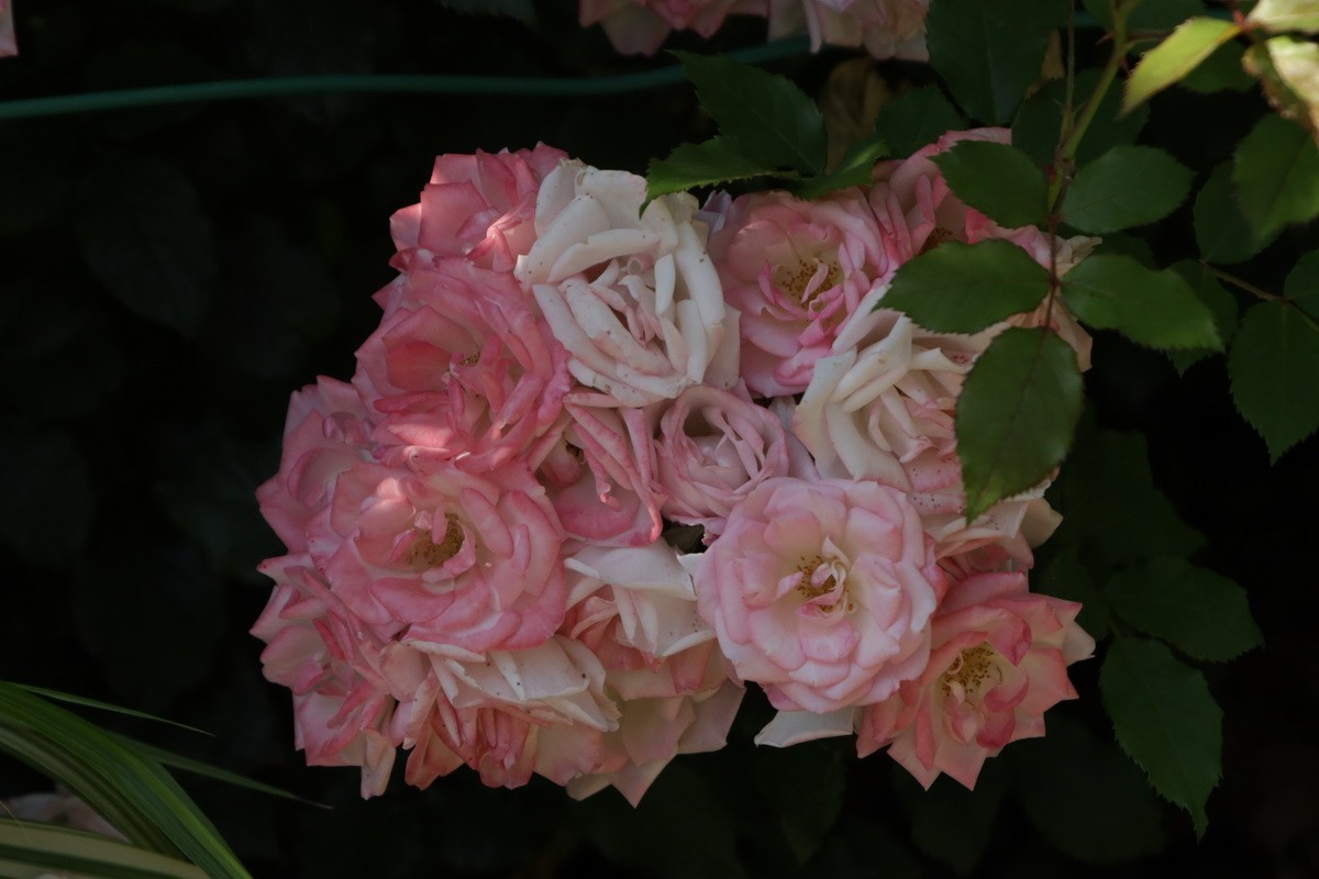 小区游拍——邻家花园