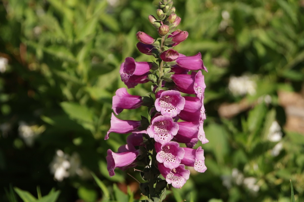 小区游拍——邻家花园