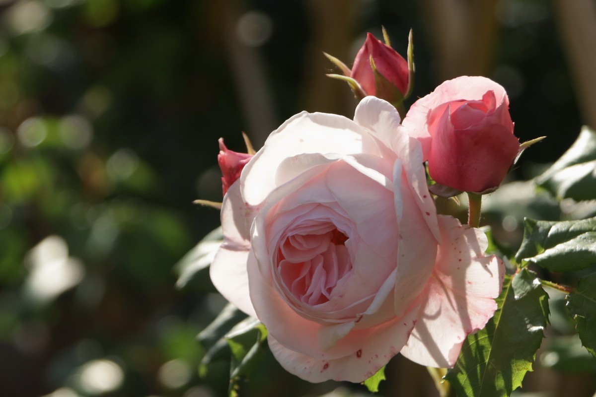 小区游拍——邻家花园