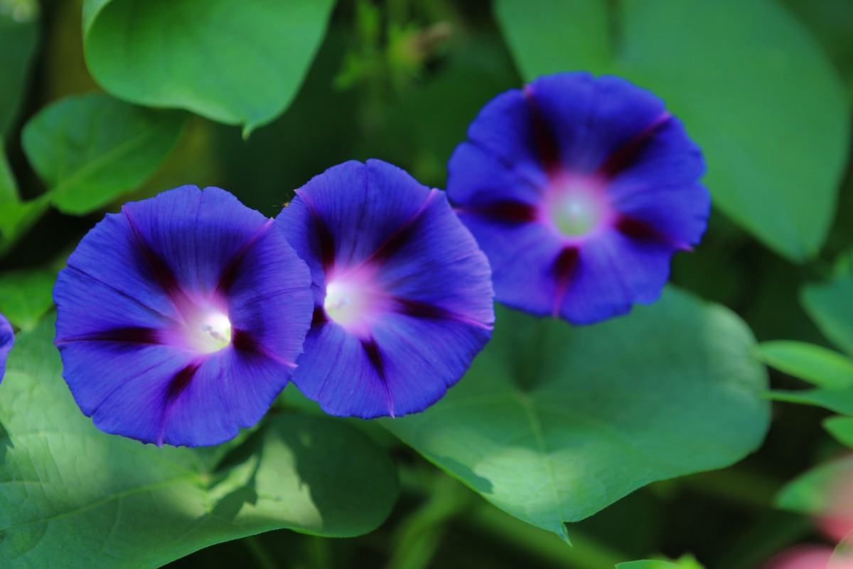 拍摄花卉一（353）