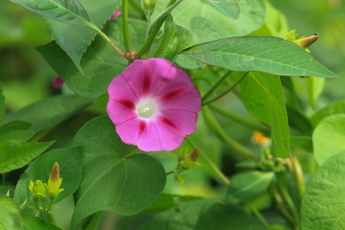 拍摄花卉一（353）