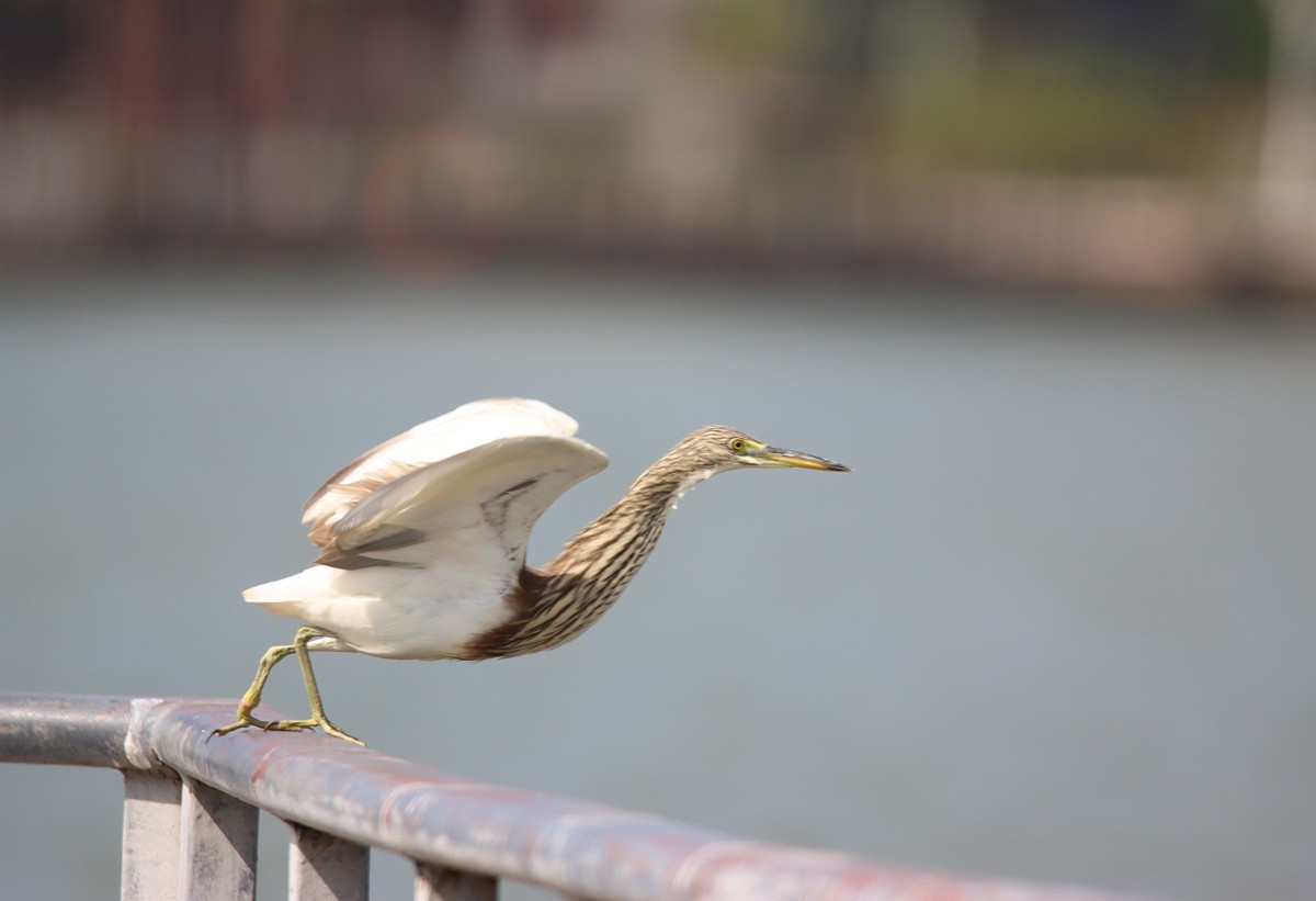 250101 抓拍池鹭起飞