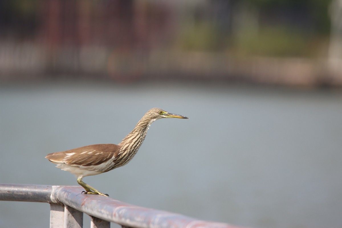 250101 抓拍池鹭起飞