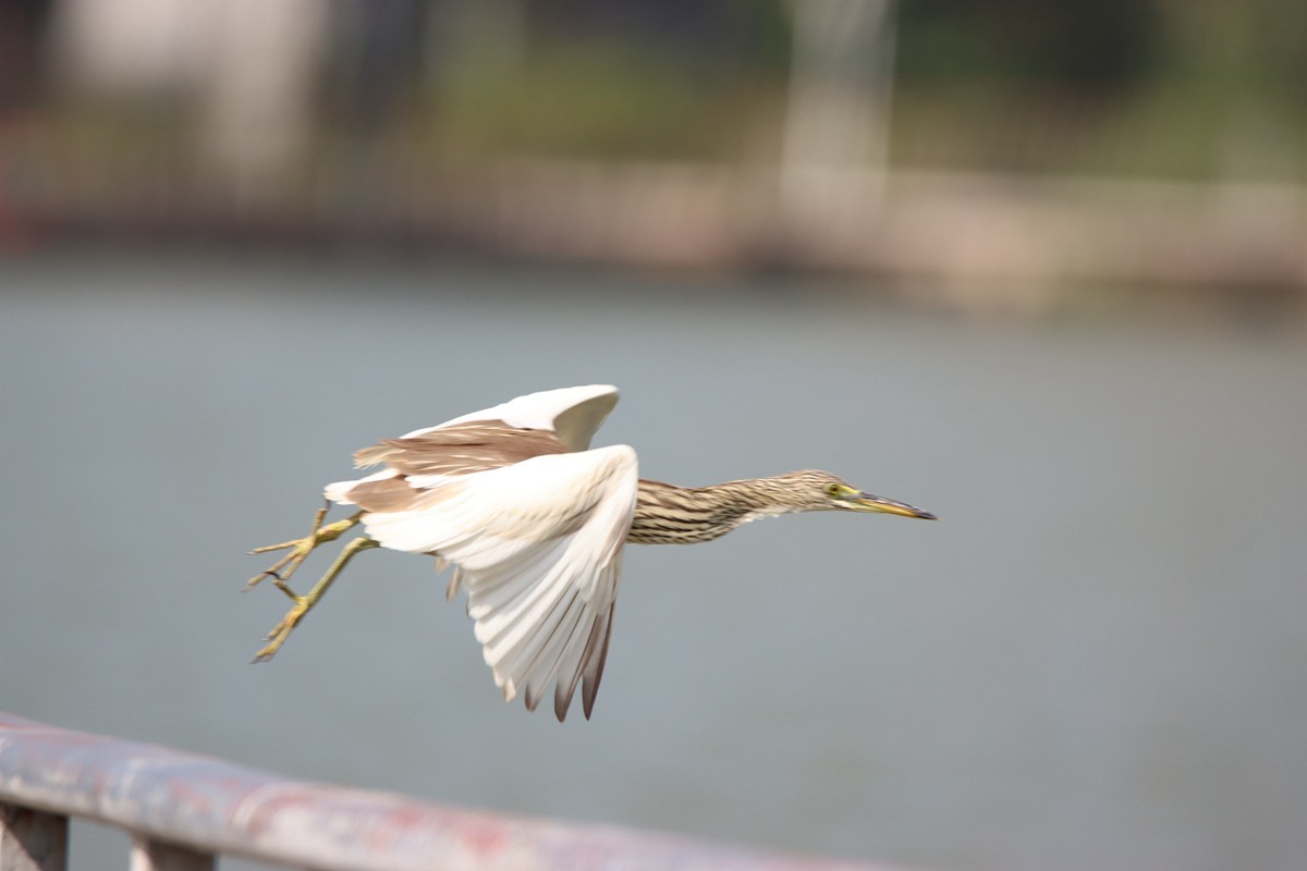 250101 抓拍池鹭起飞