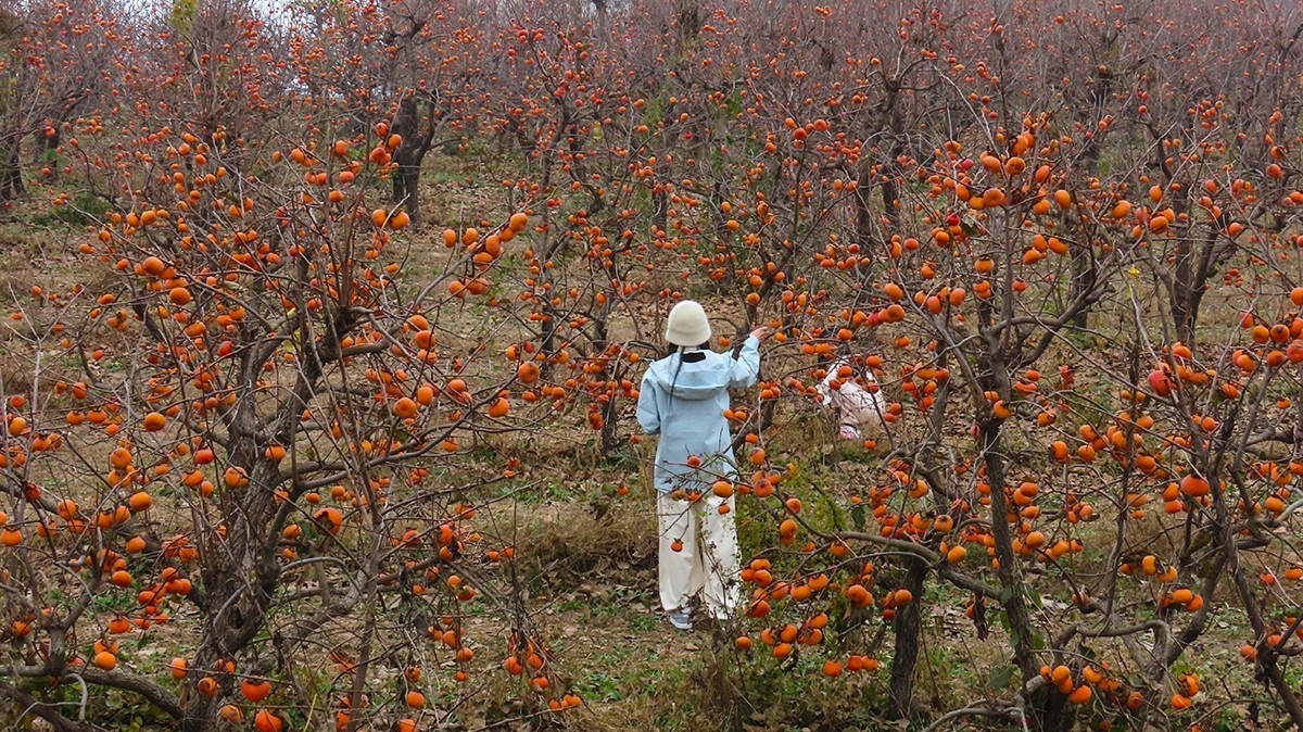 柿子熟时满园红