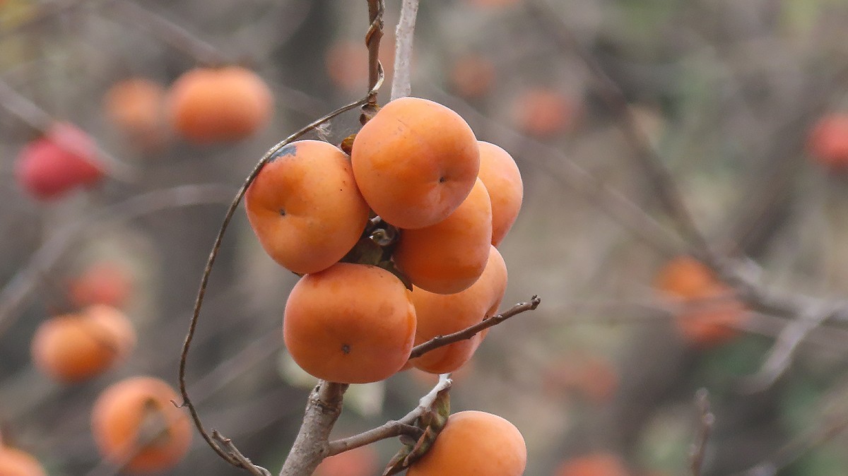 柿子熟时满园红