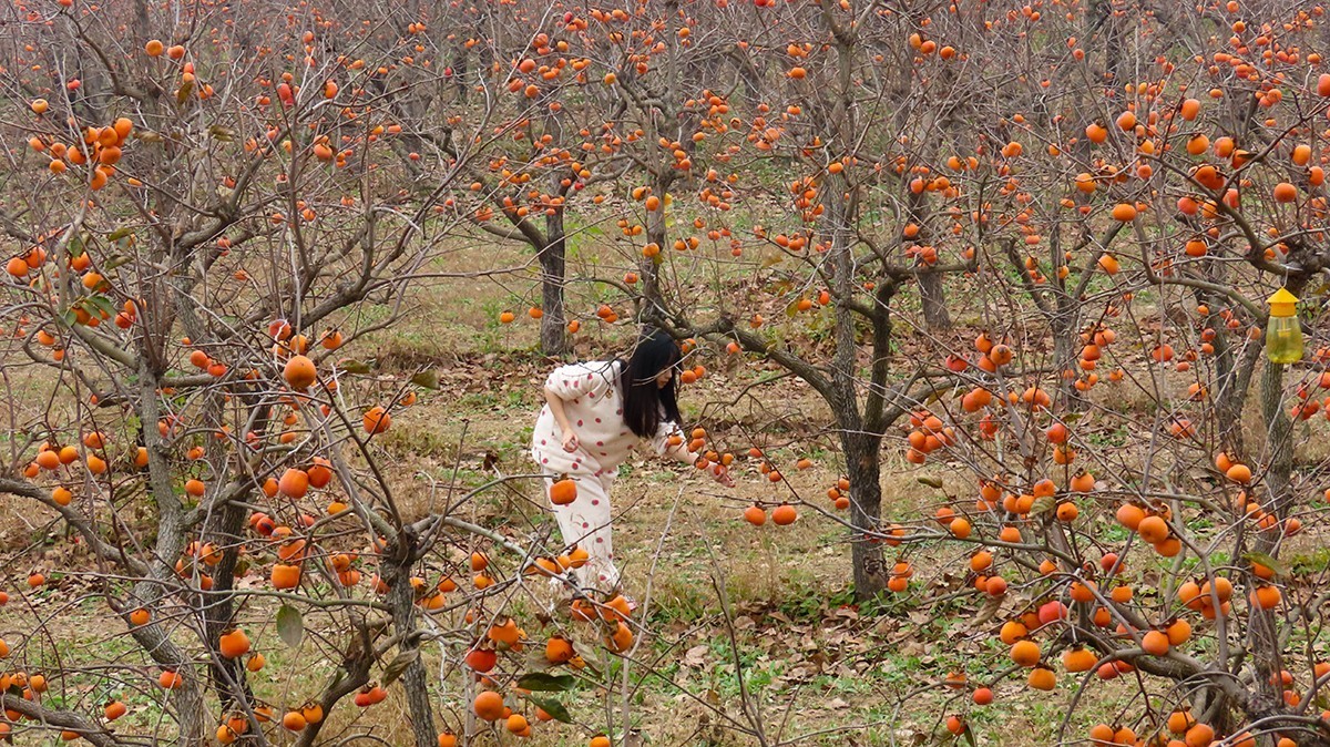 柿子熟时满园红