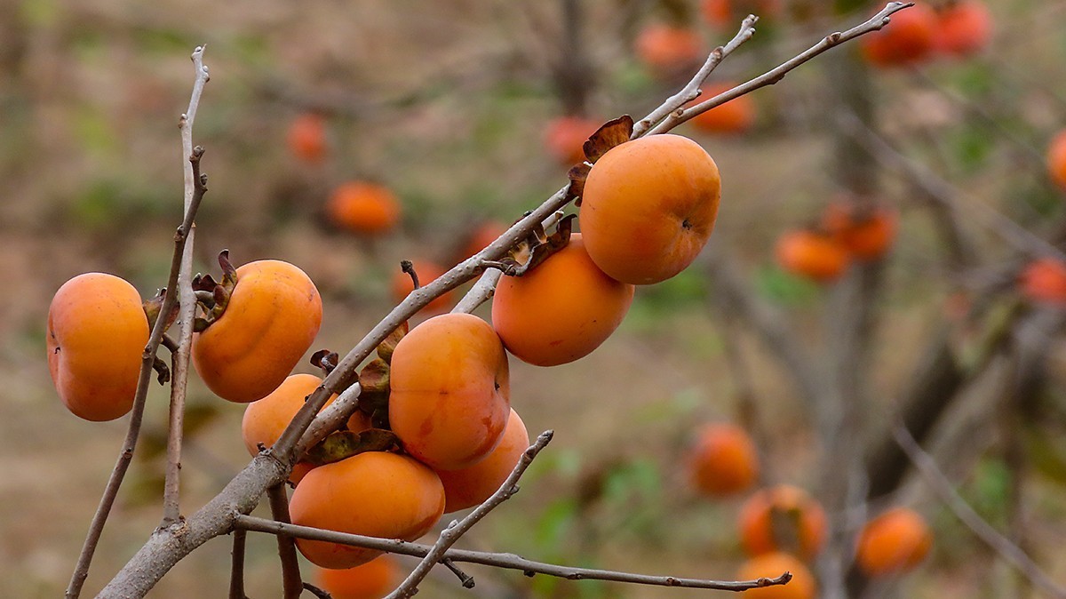 柿子熟时满园红