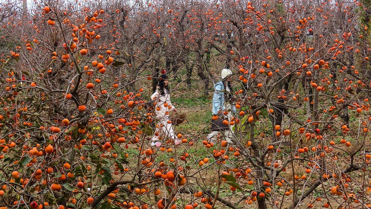 柿子熟时满园红