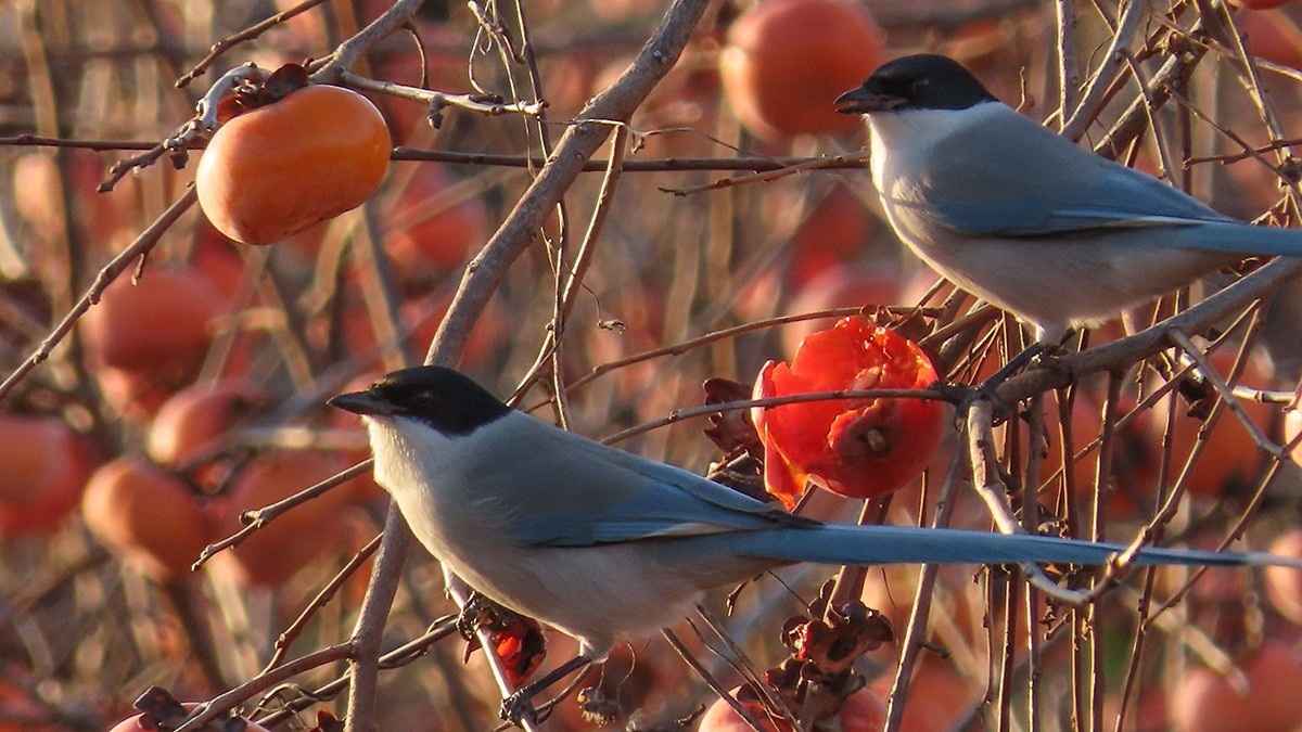 柿子熟时满园红
