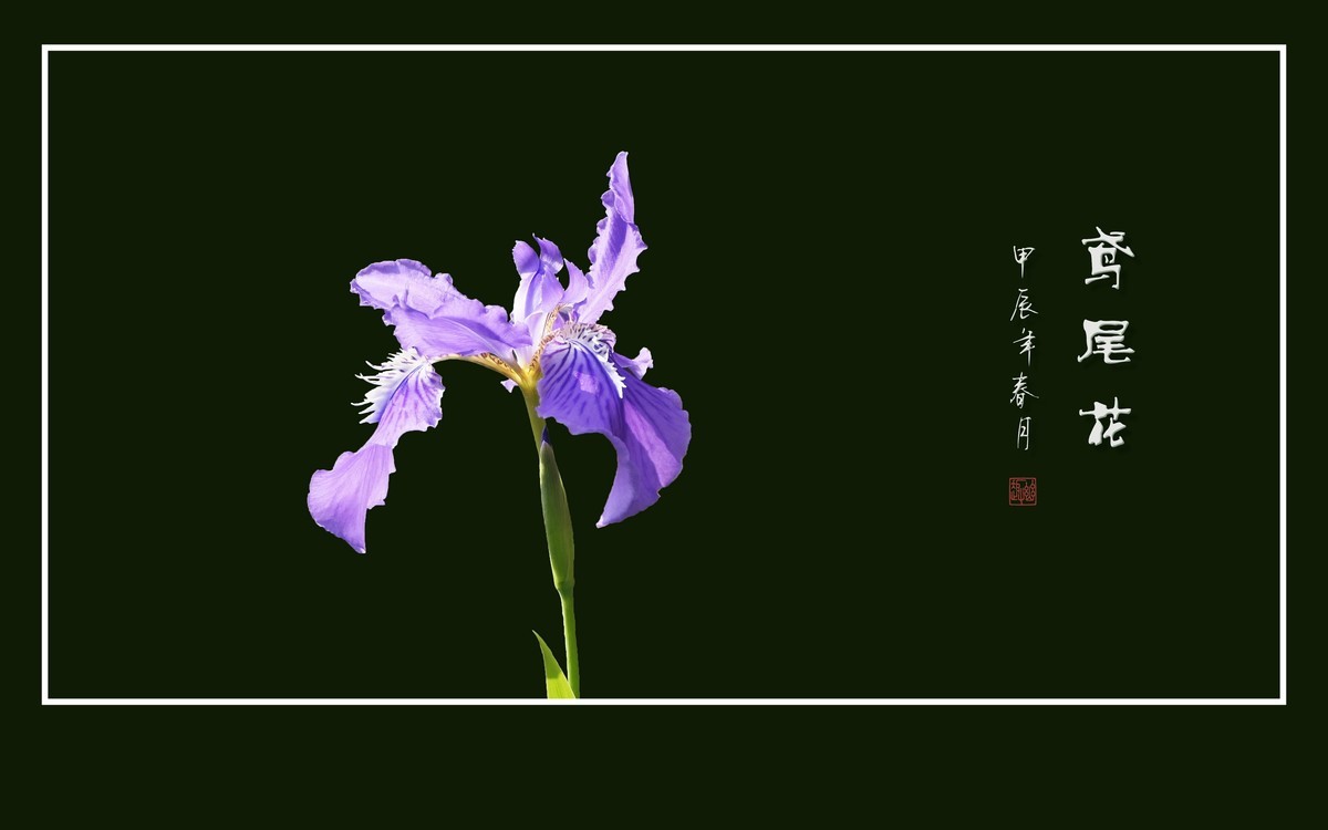 草尖翩翩飞紫蝶