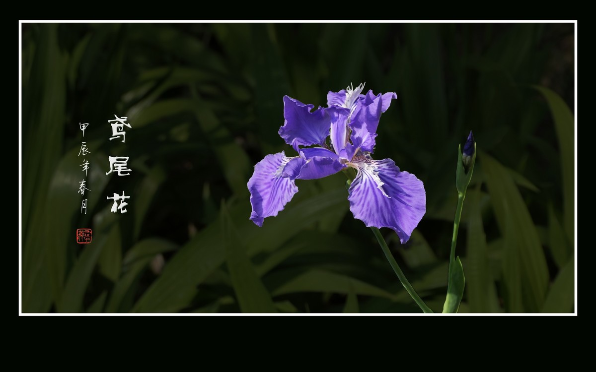 草尖翩翩飞紫蝶