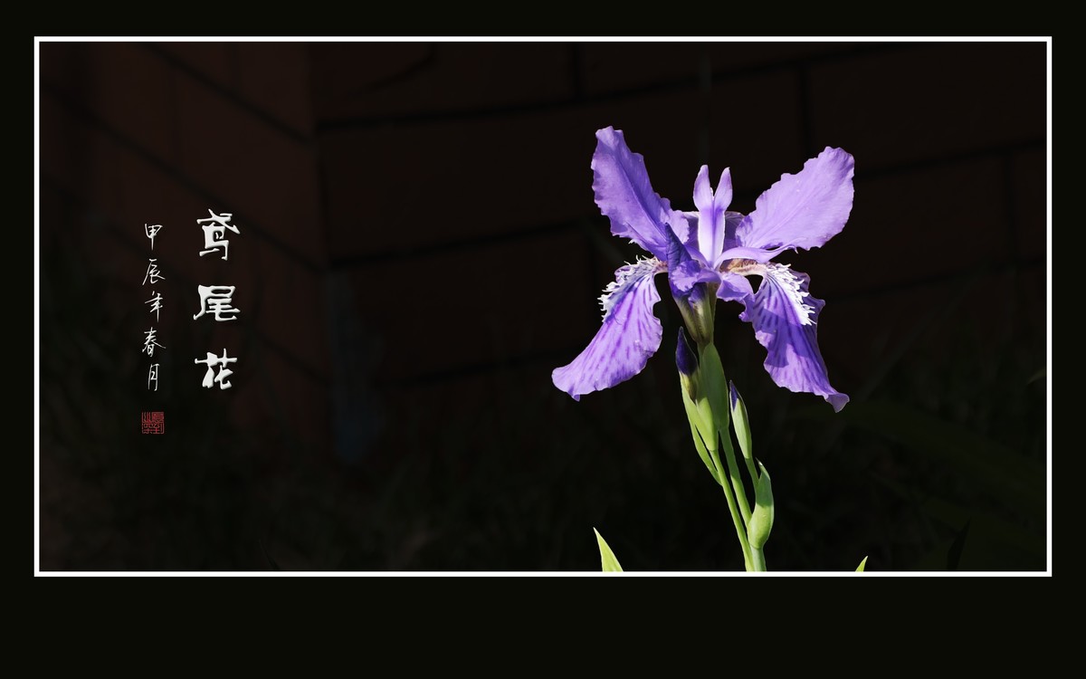 草尖翩翩飞紫蝶