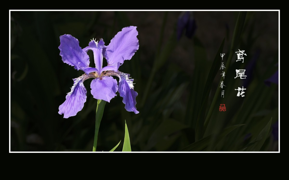 草尖翩翩飞紫蝶