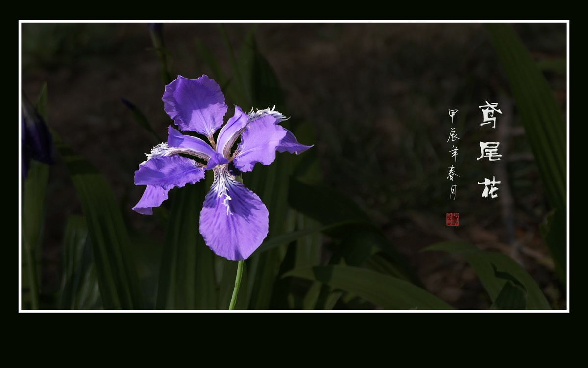 草尖翩翩飞紫蝶