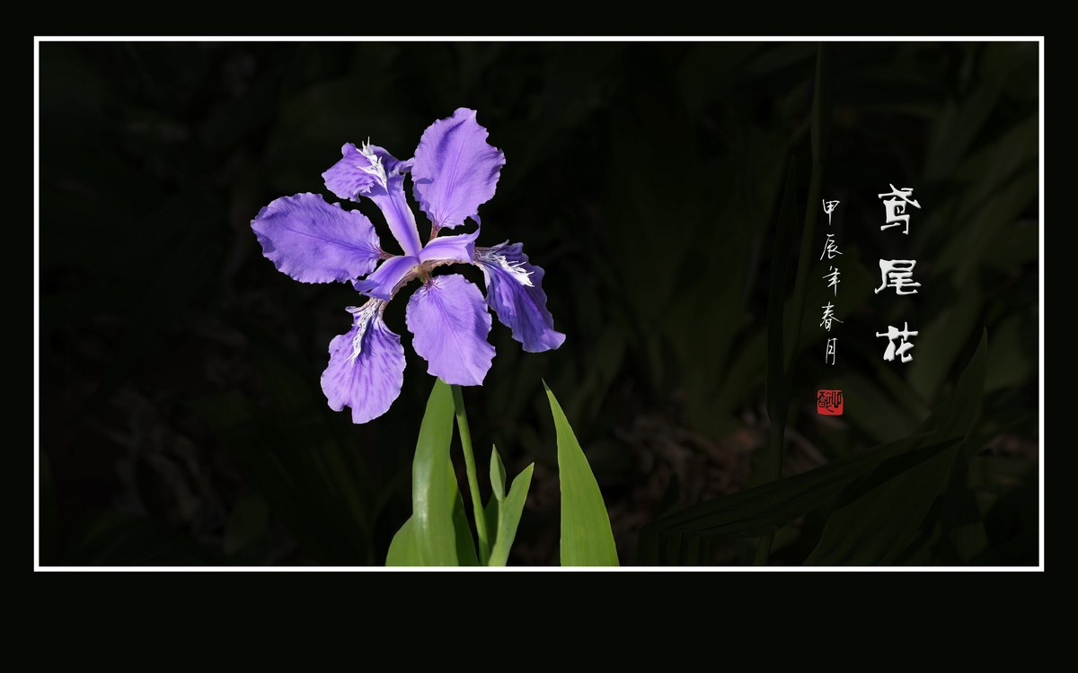 草尖翩翩飞紫蝶