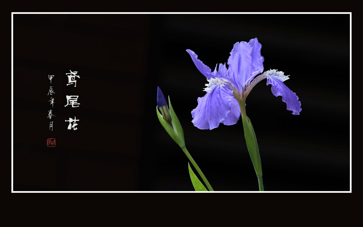 草尖翩翩飞紫蝶