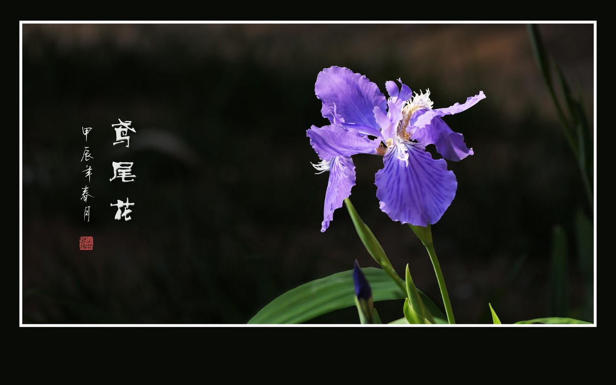 草尖翩翩飞紫蝶