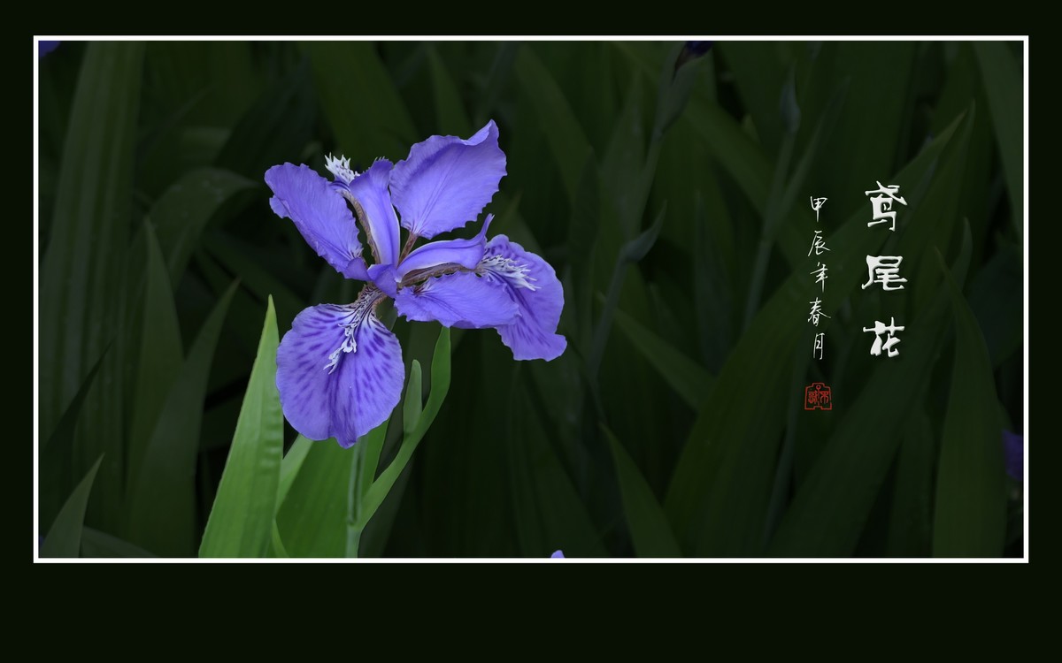 草尖翩翩飞紫蝶