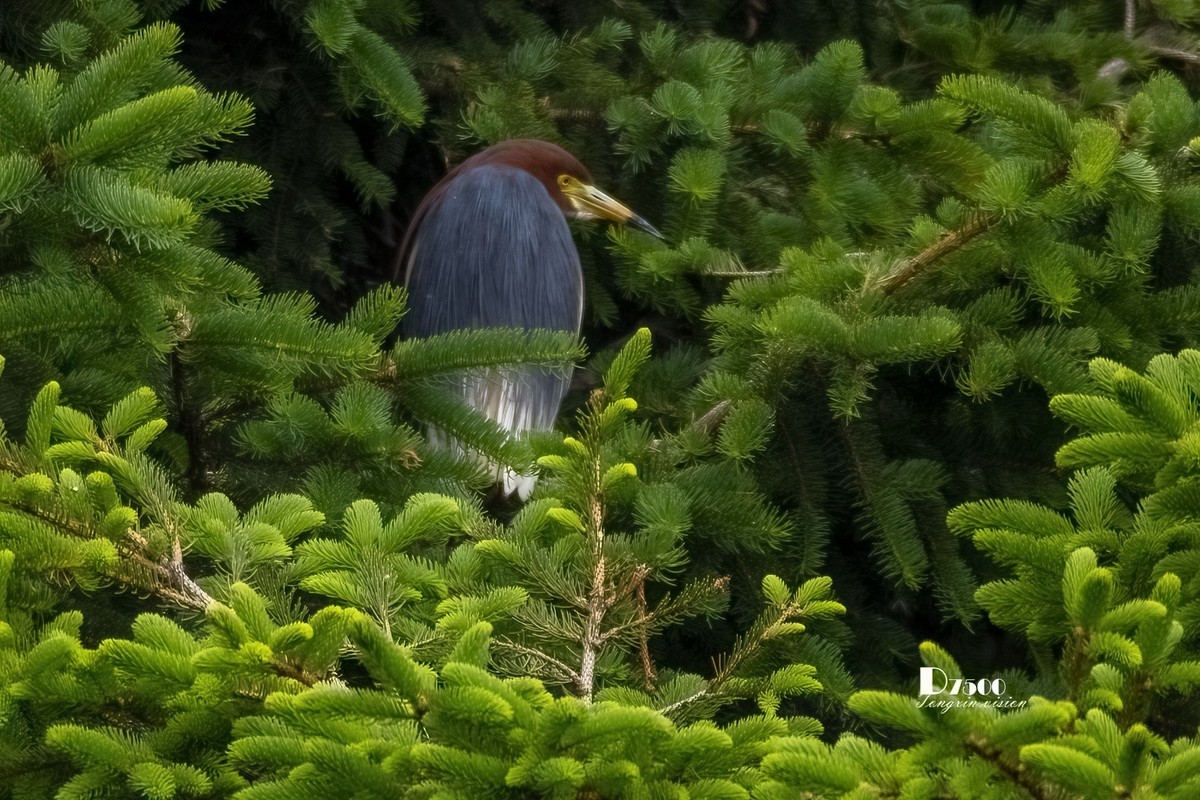 夜鹭与池鹭（5）