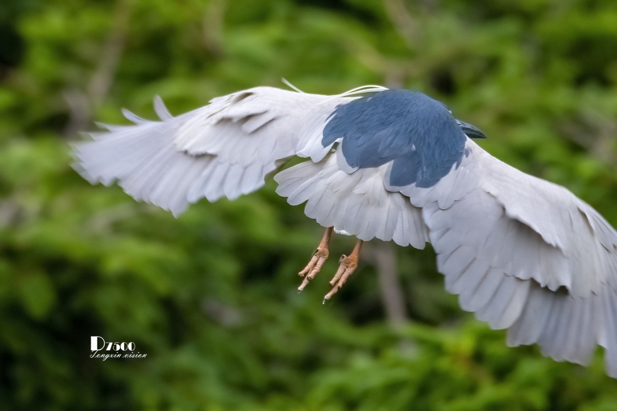 夜鹭与池鹭（5）