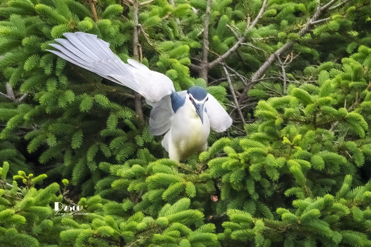 夜鹭与池鹭（5）