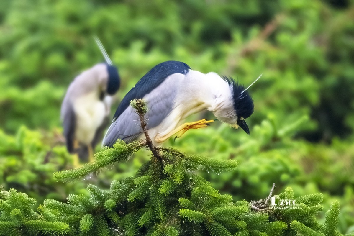 夜鹭与池鹭（5）