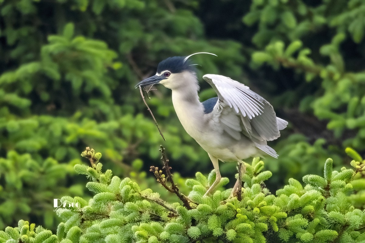 夜鹭与池鹭（5）